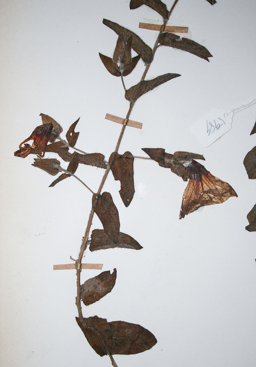 Ipomoea crassipes var. crassipes