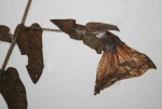 Ipomoea crassipes var. crassipes