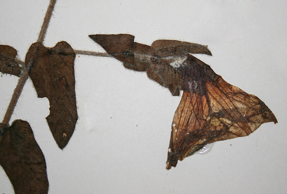 Ipomoea crassipes var. crassipes