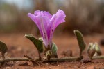 Ipomoea fulvicaulis var. fulvicaulis