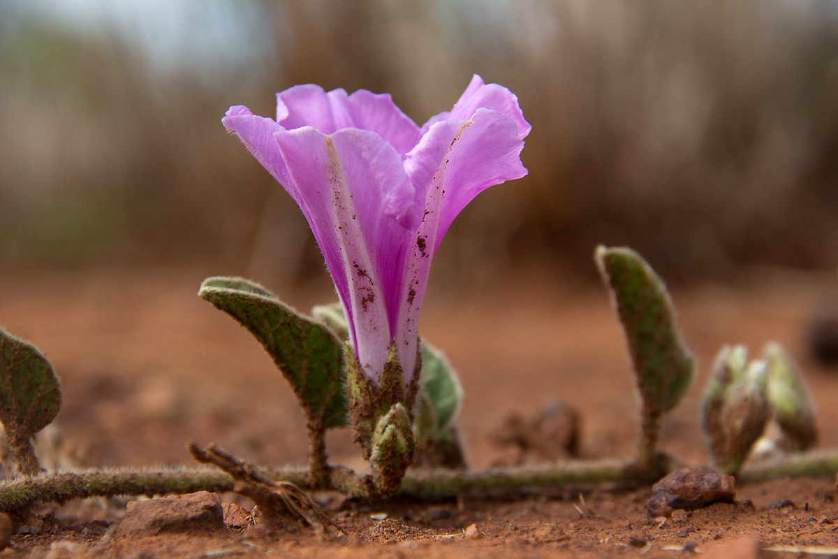 Ipomoea fulvicaulis var. fulvicaulis