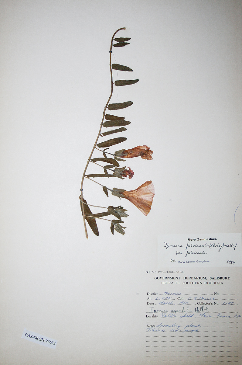 Ipomoea fulvicaulis var. fulvicaulis
