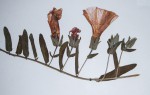 Ipomoea fulvicaulis var. fulvicaulis