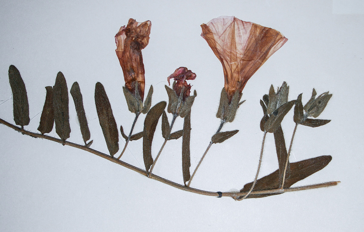 Ipomoea fulvicaulis var. fulvicaulis