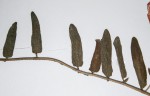 Ipomoea fulvicaulis var. fulvicaulis