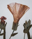 Ipomoea fulvicaulis var. fulvicaulis
