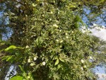 Ipomoea hochstetteri