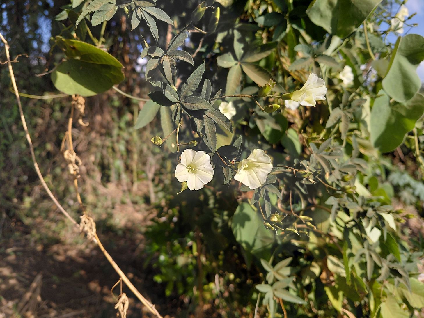Ipomoea hochstetteri