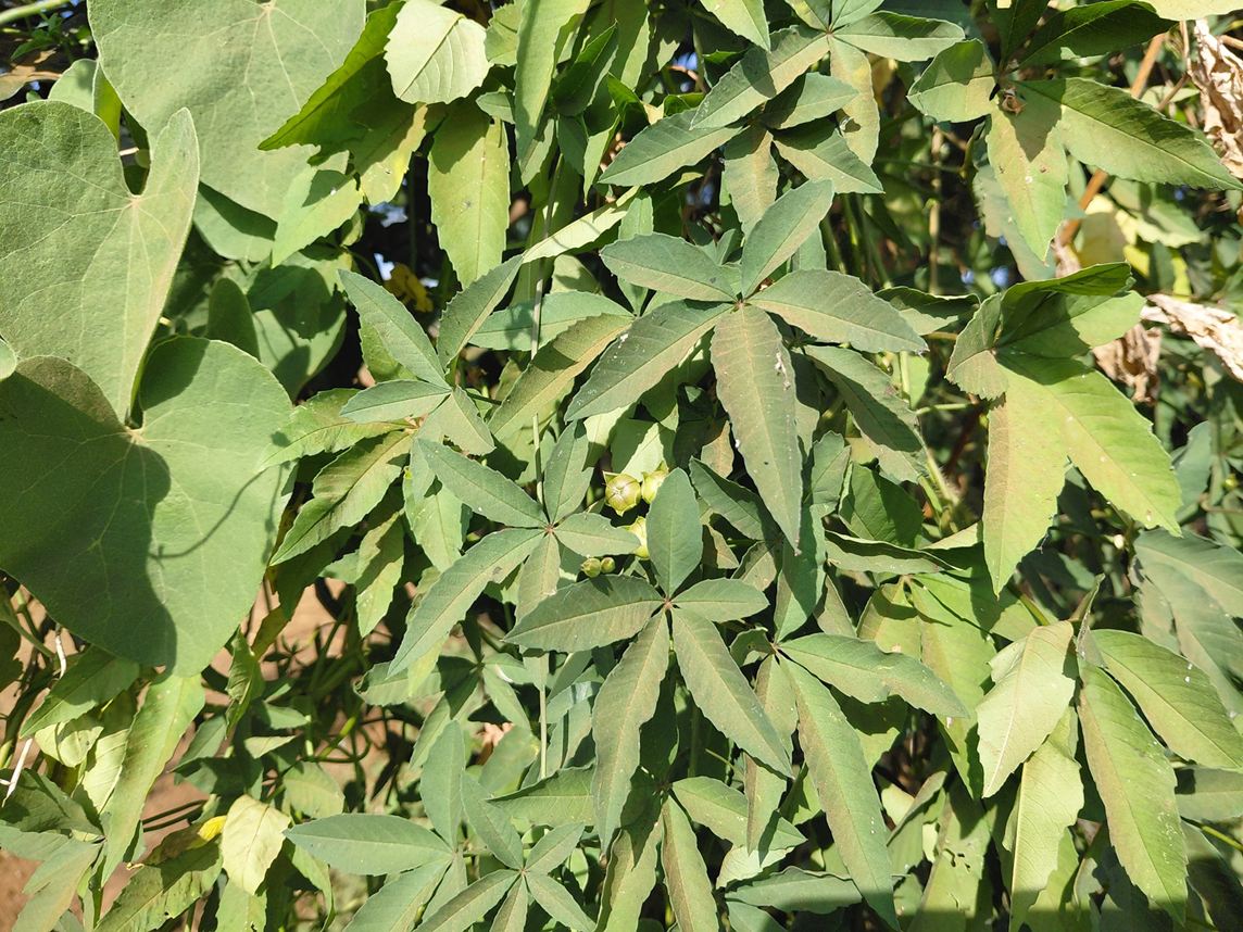 Ipomoea hochstetteri