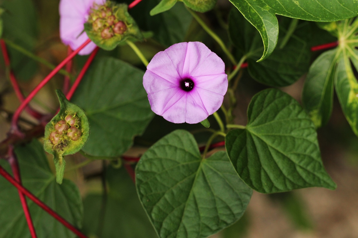Ipomoea involucrata