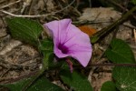 Ipomoea involucrata var. involucrata