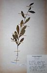 Ipomoea leucanthemum