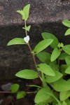 Ipomoea leucanthemum