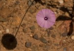 Ipomoea magnusiana