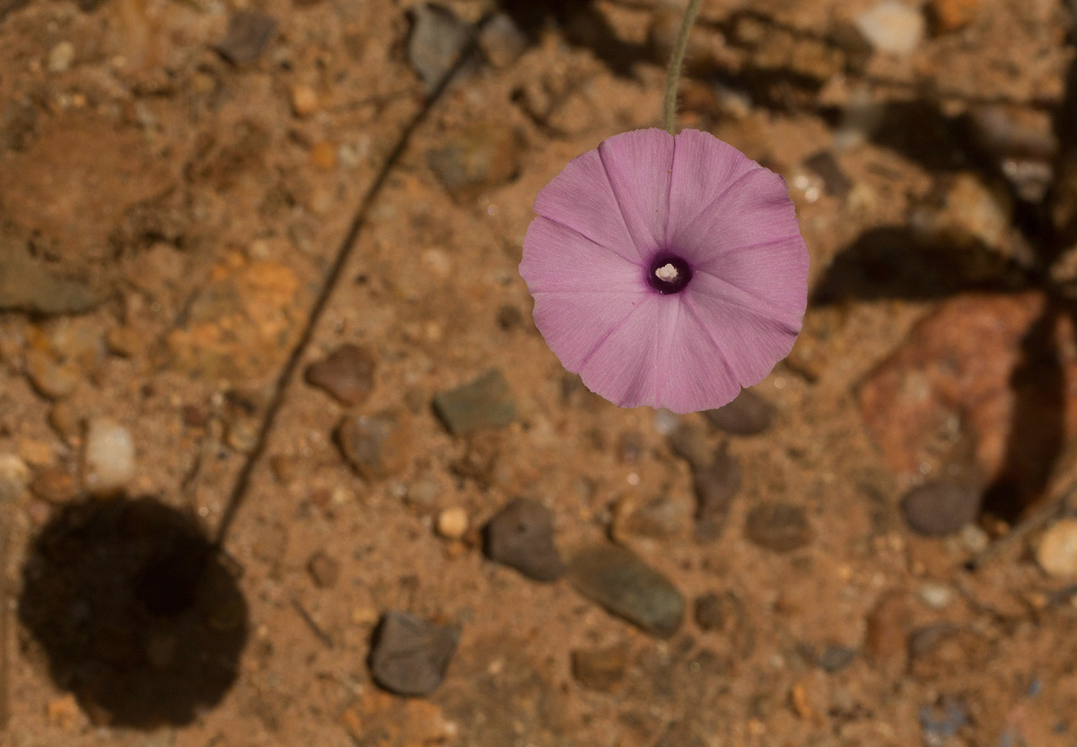 Ipomoea magnusiana