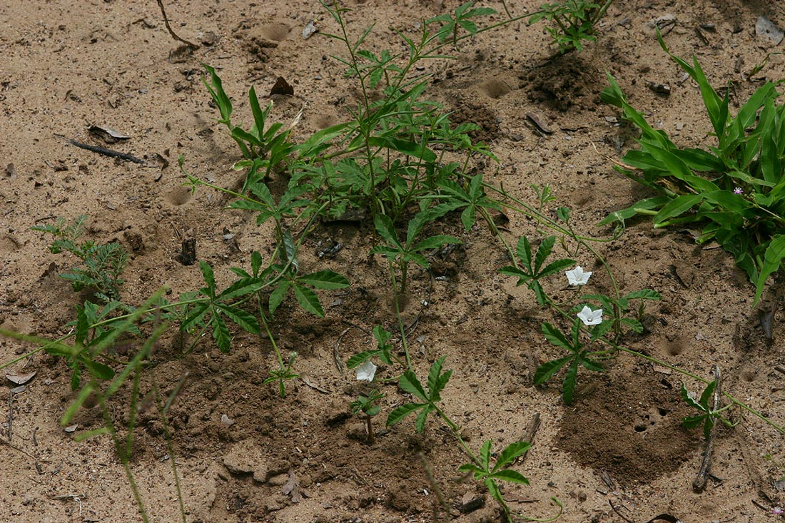 Ipomoea magnusiana