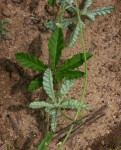 Ipomoea magnusiana