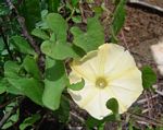 Ipomoea obscura var. obscura
