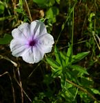 Ipomoea pes-tigridis var. pes-tigridis