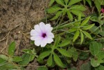Ipomoea pes-tigridis var. pes-tigridis