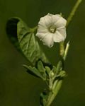 Ipomoea plebeia subsp. africana
