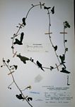 Ipomoea plebeia subsp. africana