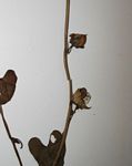 Ipomoea plebeia subsp. africana