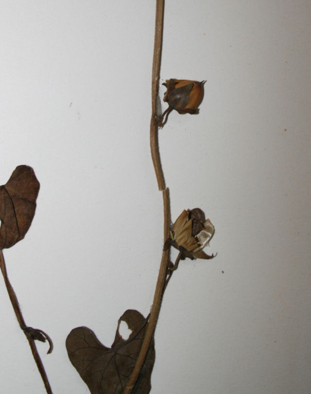 Ipomoea plebeia subsp. africana
