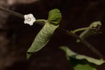 Ipomoea plebeia subsp. africana