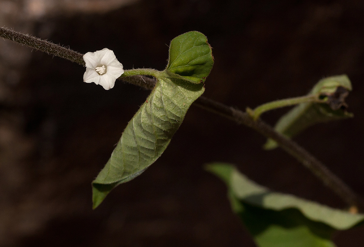 Ipomoea plebeia subsp. africana