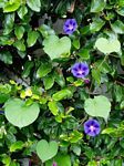Ipomoea purpurea