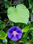 Ipomoea purpurea