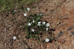 Ipomoea purpurea