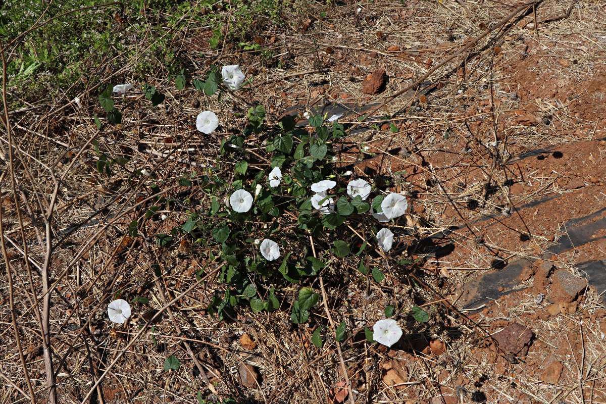 Ipomoea purpurea