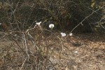 Ipomoea shirambensis
