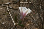 Ipomoea shirambensis