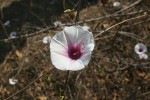 Ipomoea shirambensis