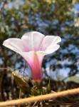 Ipomoea shirambensis