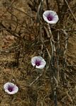 Ipomoea shirambensis