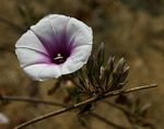 Ipomoea shirambensis