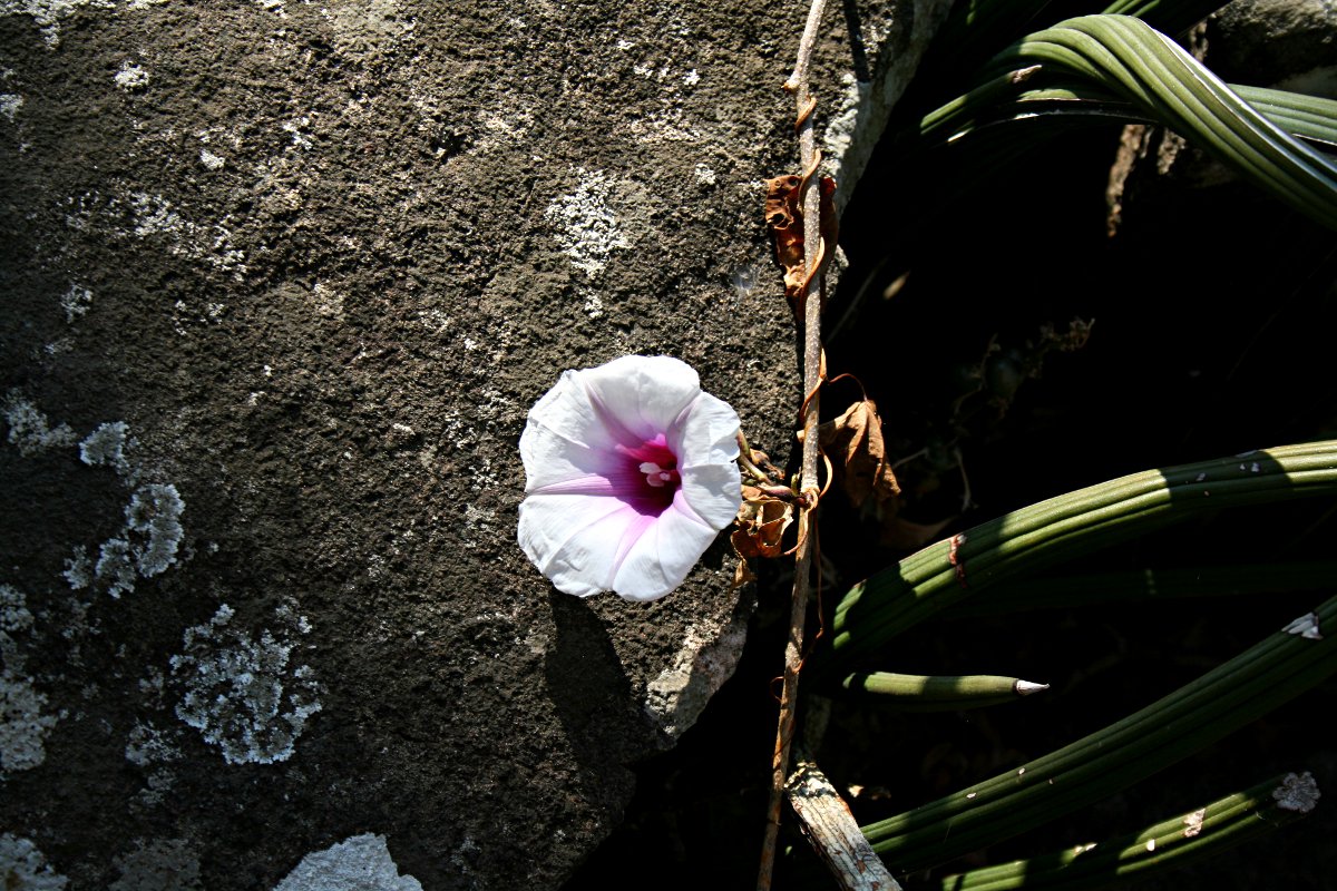 Ipomoea shirambensis
