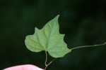 Ipomoea simonsiana