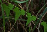 Ipomoea simonsiana