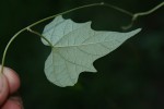 Ipomoea simonsiana