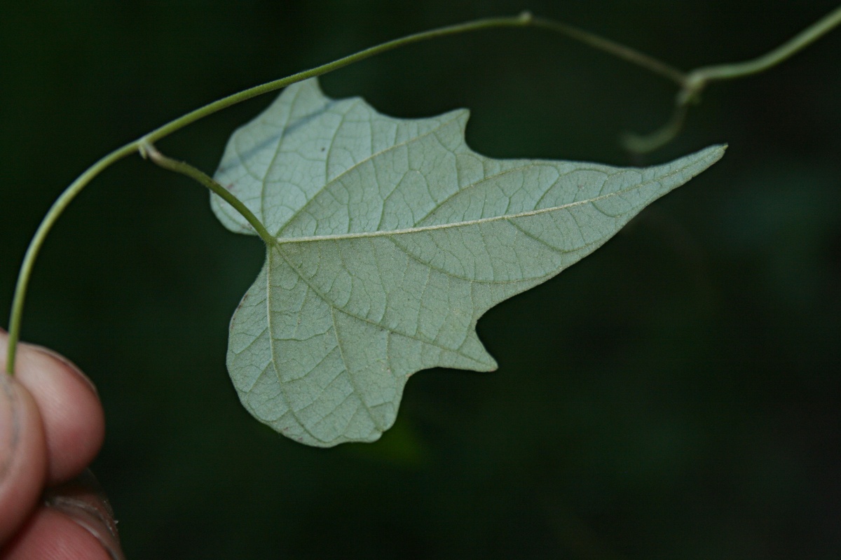 Ipomoea simonsiana