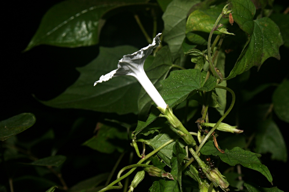 Ipomoea simonsiana