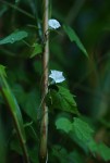 Ipomoea simonsiana