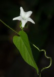 Ipomoea sinensis subsp. sinensis