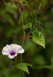 Ipomoea tenuirostris subsp. tenuirostris