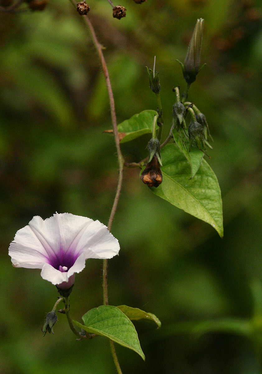 Ipomoea tenuirostris subsp. tenuirostris